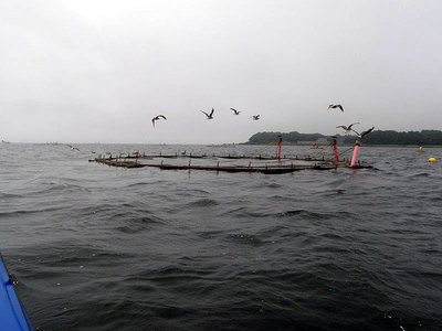 金田湾 イケス