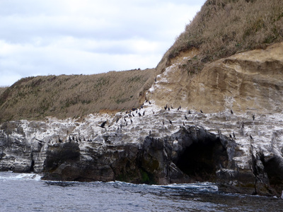 赤羽根海岸 ウミウ