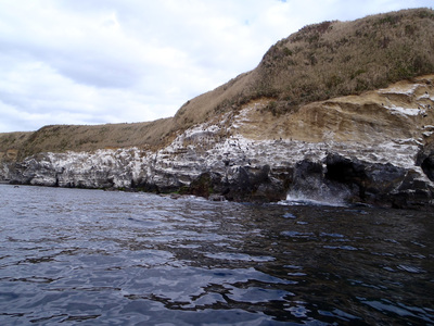 赤羽根海岸 ウミウ
