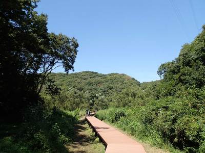 小網代の森