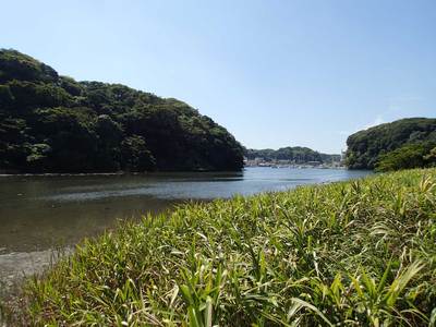 小網代の森 干潟