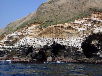 城ケ島 赤羽根海岸 ウミウ