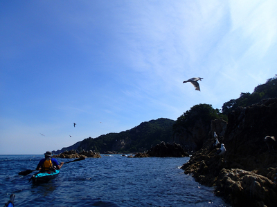 笹川流れ 海鳥