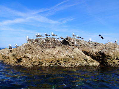 笹川流れ 海鳥