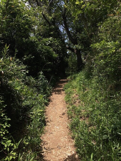 IMG_2018.jpeg