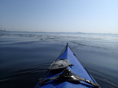 金田湾 ホンダワラ