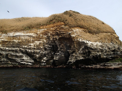 城ヶ島 赤羽根海岸 ウミウ