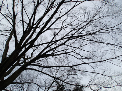 芦ノ湖キャンプ村