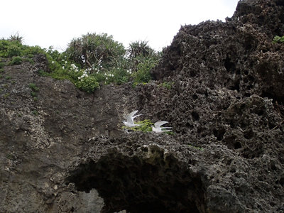 瀬底島 アジサシ