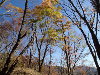 鍋割山 紅葉