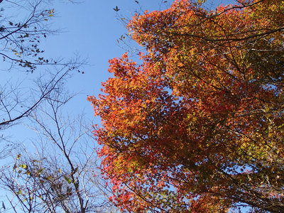 鍋割山 紅葉