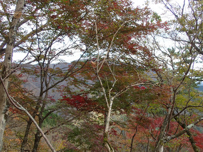 大倉尾根 紅葉