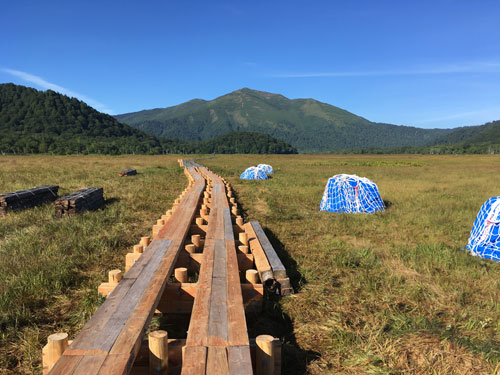 尾瀬 木道の補修