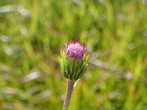 オゼヌマアザミ