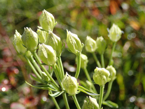 アケボノソウの蕾